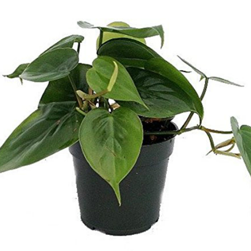 1. Heart Leaf Philodendron