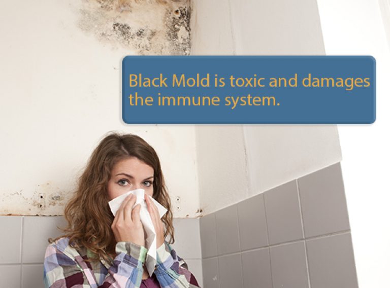 The Danger Of Mold And How To Get Rid Of It EarlyExperts
