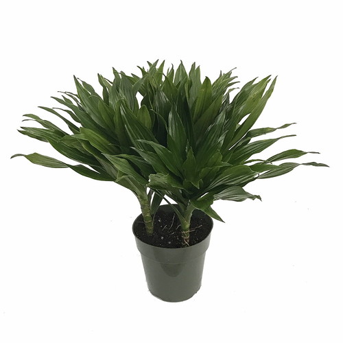 3. Madagascar Dragon Tree - Dracaena Marginata