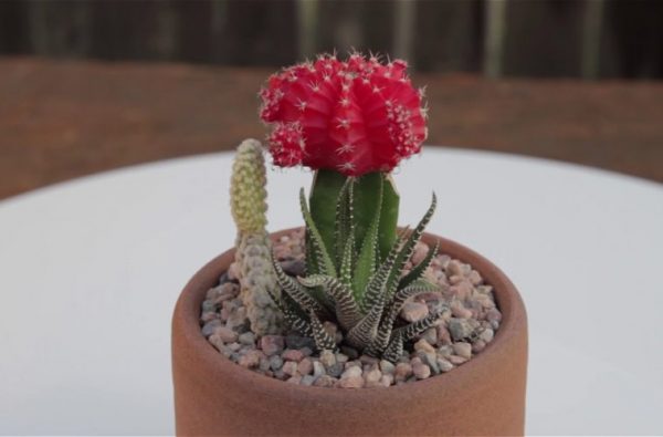 Types Of Cactus Plants And How To Take Proper Care Of Your Own