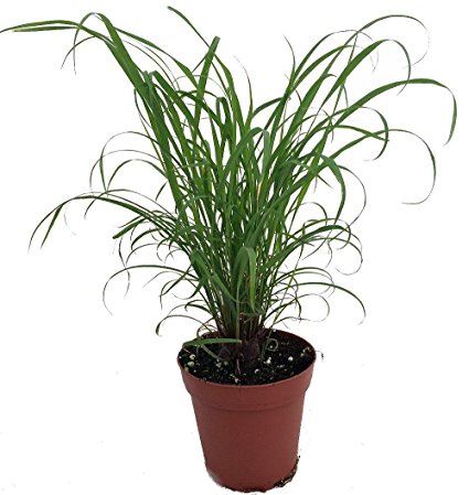 earlyexperts citronella