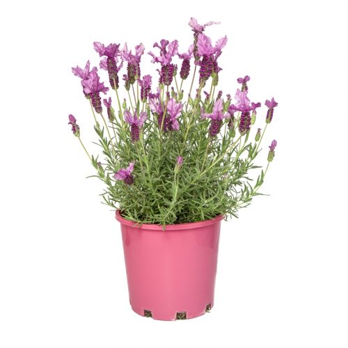 Plants that Repel Mosquitoes and Other Bugs EarlyExperts