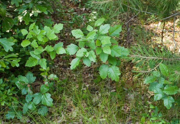 Find Out How To Identify Poison Oak Earlyexperts 1761