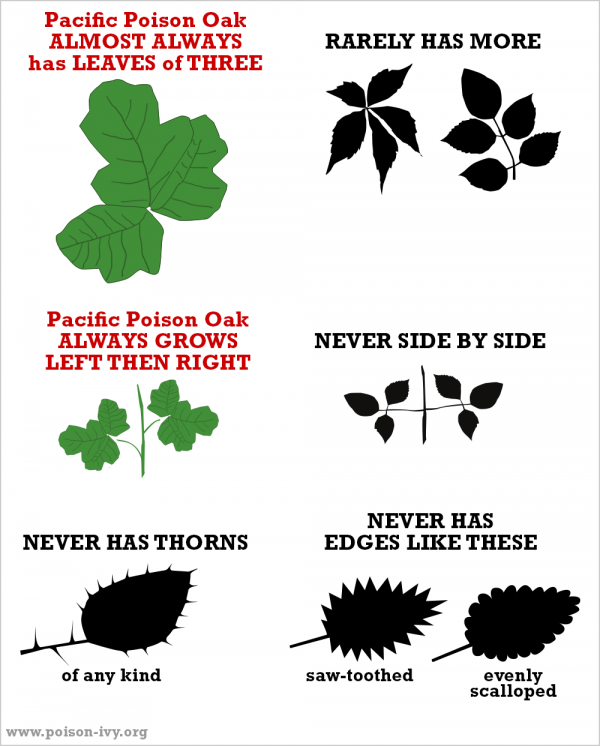 find-out-how-to-identify-poison-oak-earlyexperts