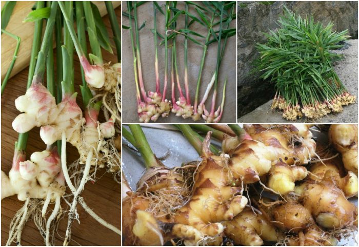 How To Grow Ginger At Home Guide 2022 Earlyexperts