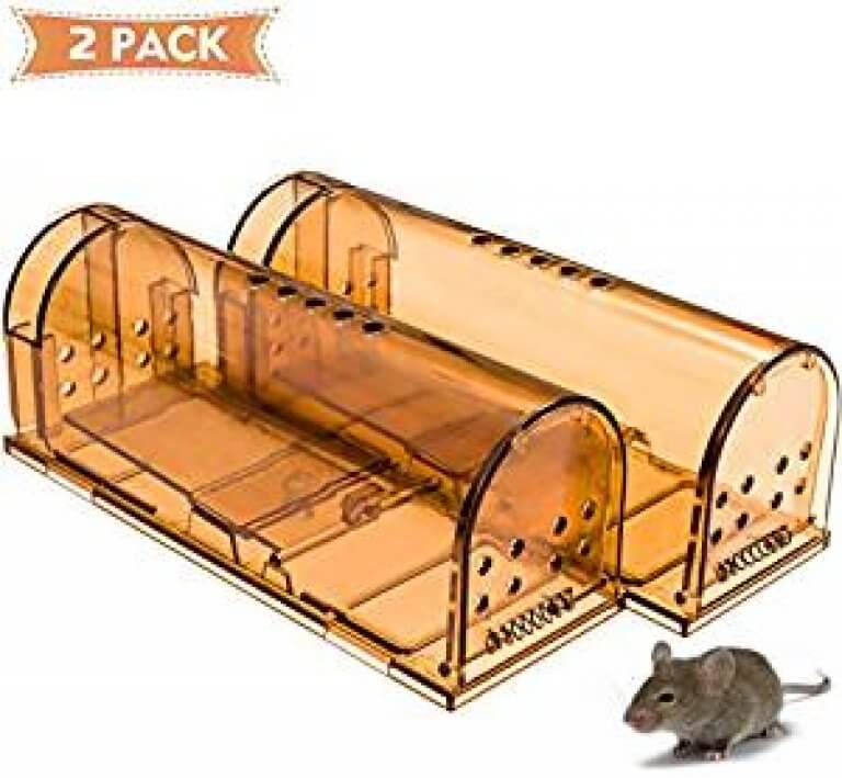 How To Get Rid Of Mice In Walls And Ceilings EarlyExperts