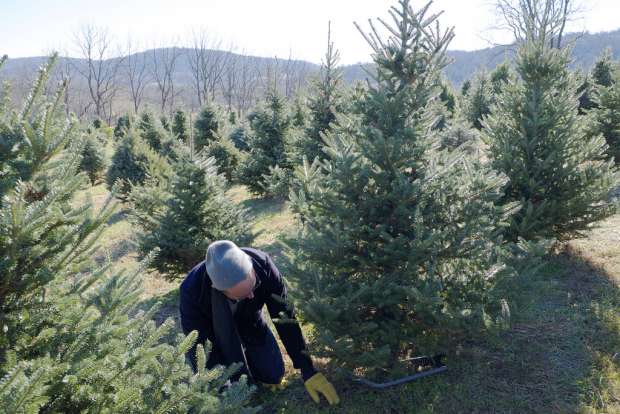 Christmas Tree Buying Guide & Tips | EarlyExperts