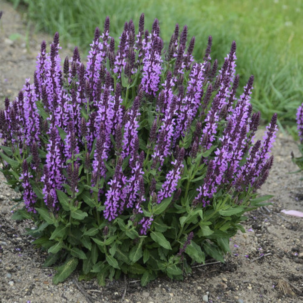 The Easiest Way To Take Care Annuals & Perennials EarlyExperts