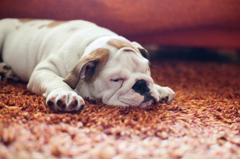 The Best Carpet Choices For Pets EarlyExperts
