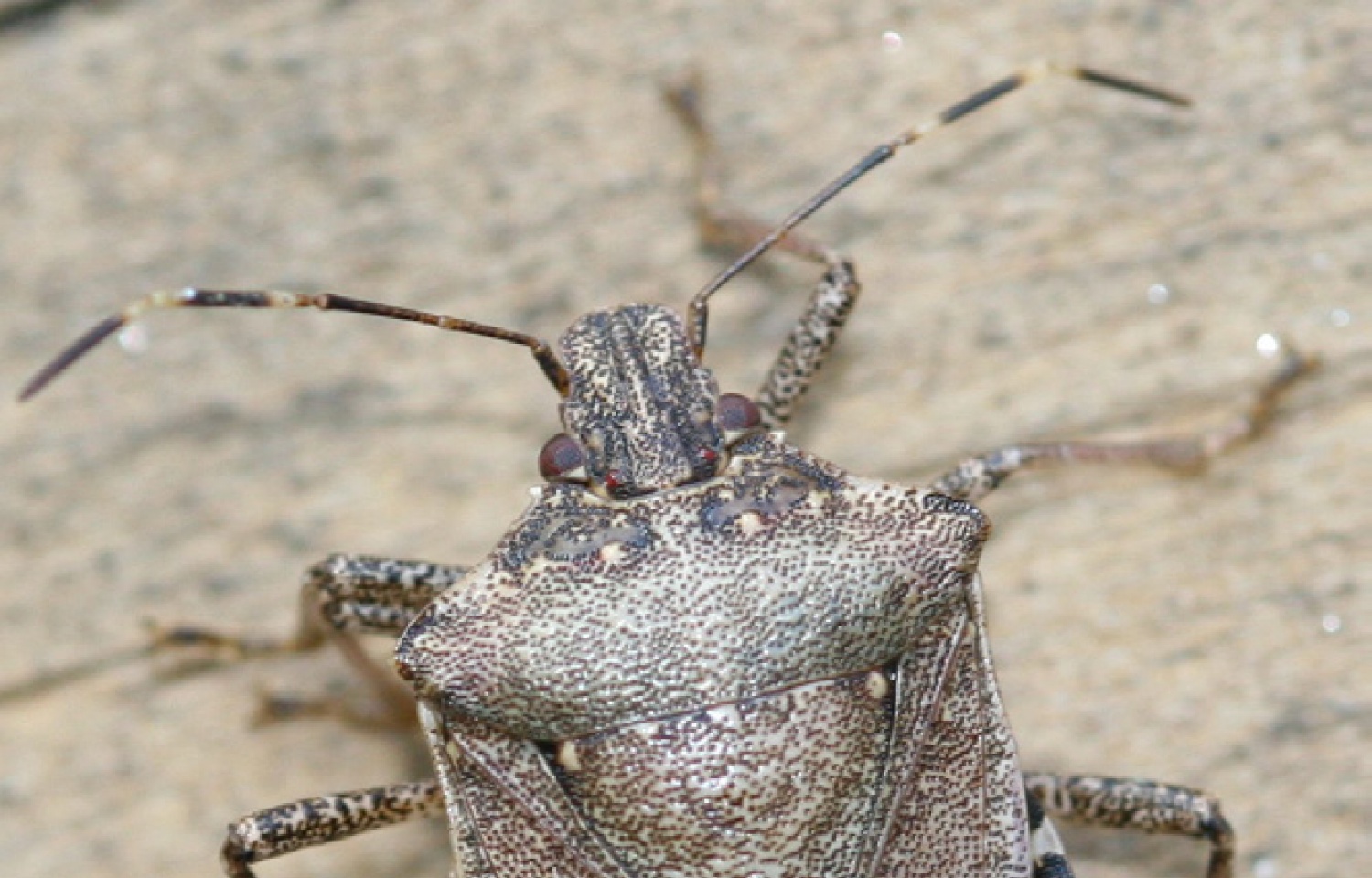 how-to-keep-stink-bugs-awayfor-good-earlyexperts