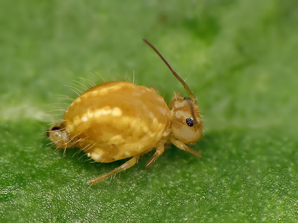 Springtails: What Are They & How To Identify Them | EarlyExperts