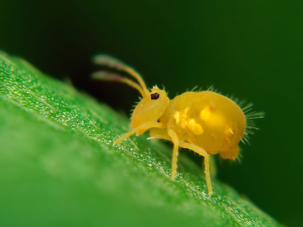 Springtails: What Are They & How to Identify Them - EarlyExperts