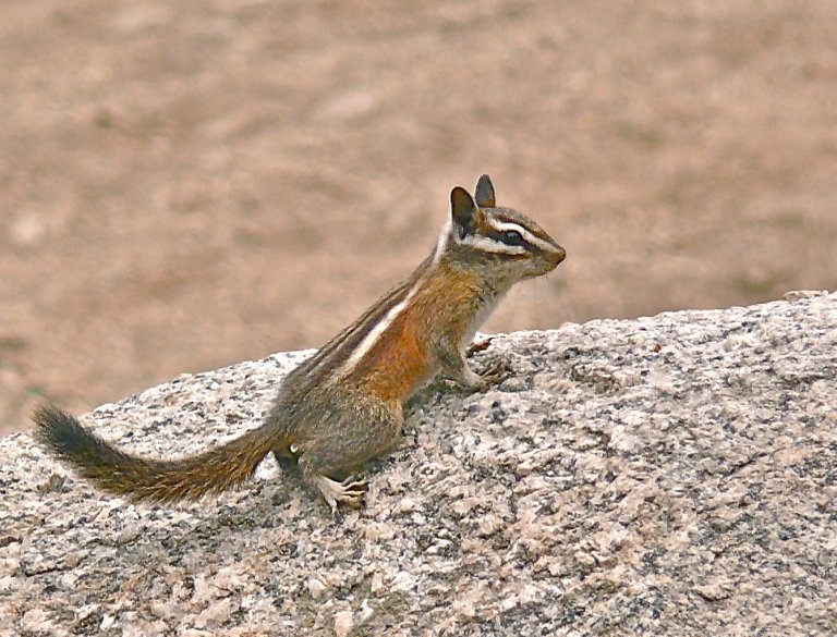 Effective Methods For Getting Rid Of Chipmunks Humanely