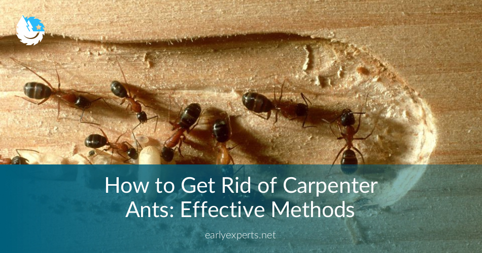 How To Get Rid Of Carpenter Ants DIY Tips And Extermination Cost