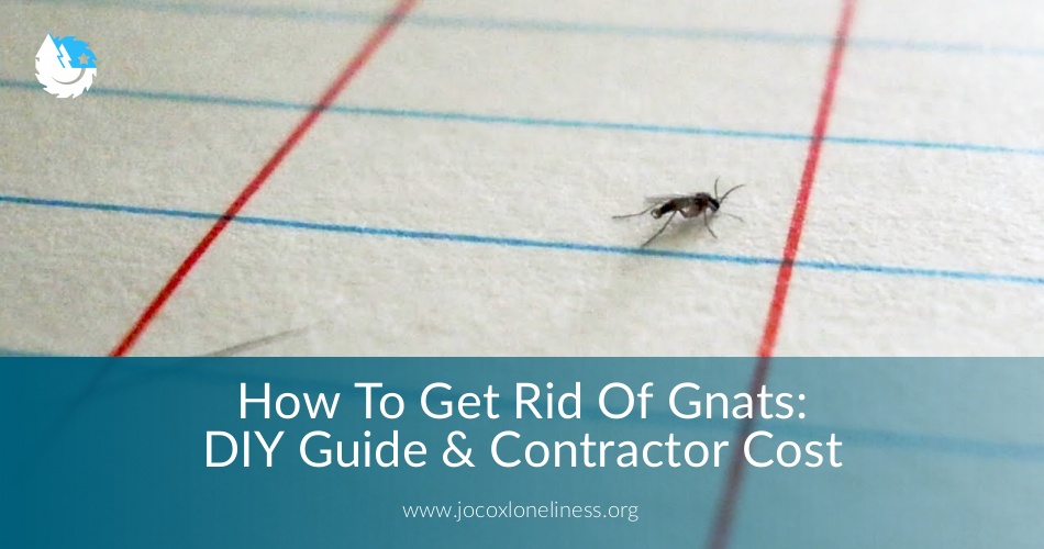 How To Get Rid Of Gnats Diy Guide Contractor Cost