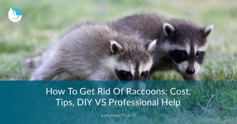 How To Get Rid Of Raccoons Cost Diy Tips Earlyexperts
