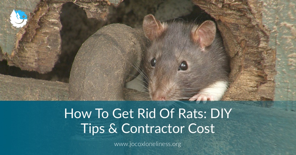How To Get Rid Of Rats Diy Tips Contractor Cost