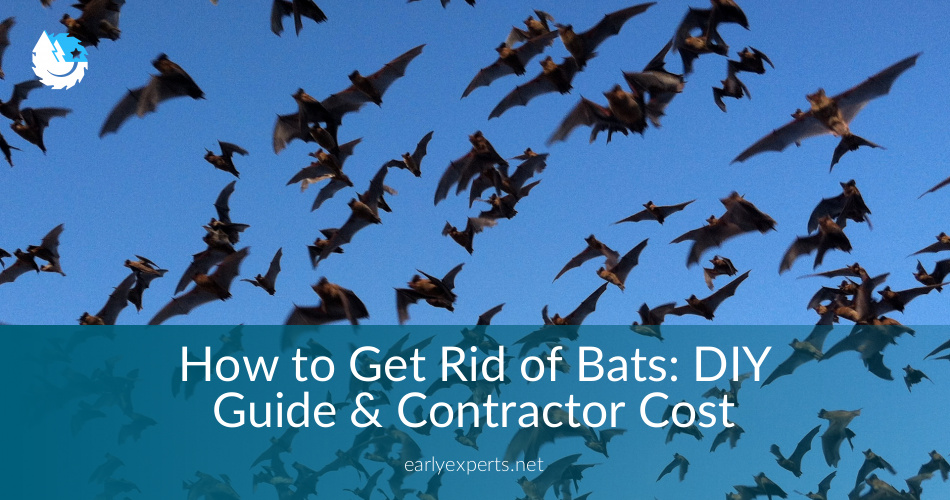 How To Get Rid Of Bats Diy Guide Contractor Cost