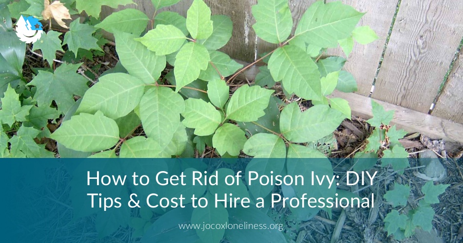 How to Get Rid of Poison Ivy: DIY Tips & Cost to Hire Professional