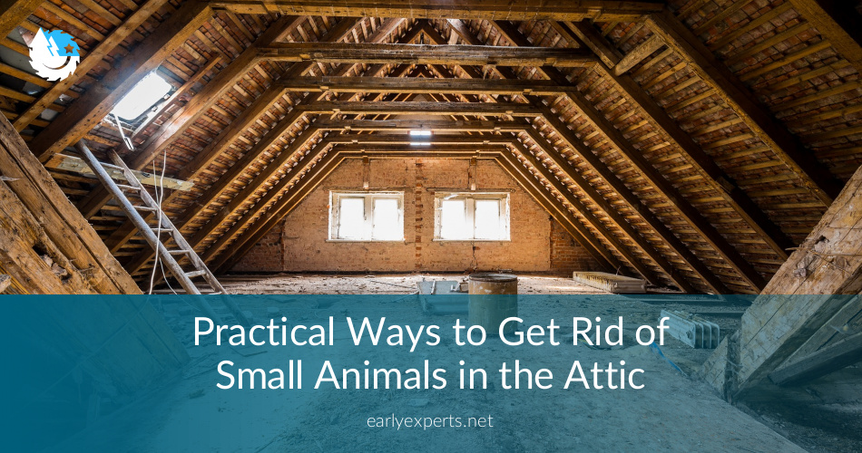 Best Ways to Get Rid of Small Animals in the Attic