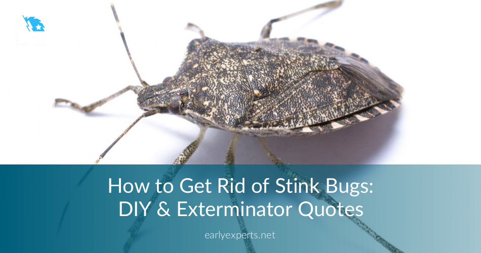 How to Get Rid of Stink Bugs Guide 2020 JocoxLoneliness