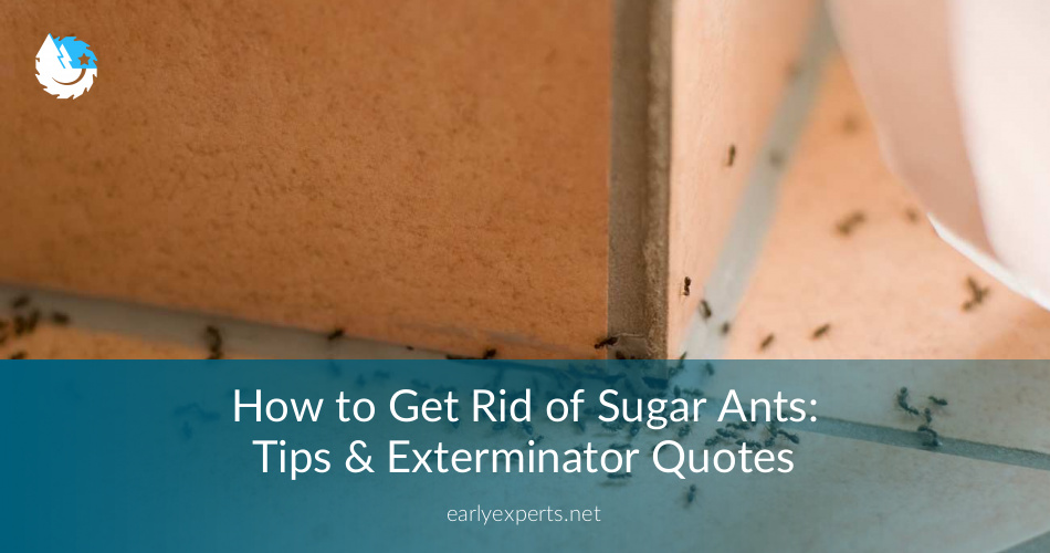 How to Get Rid of Sugar Ants Guide 2019 n JocoxLoneliness